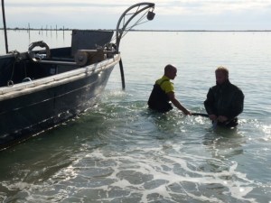 raccolta vongole caleri