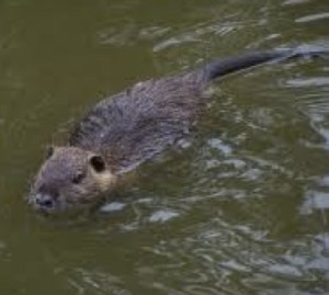 Nutria