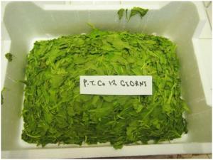 Refrigerazione tradizionale