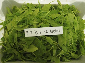 Refrigerazione ozono