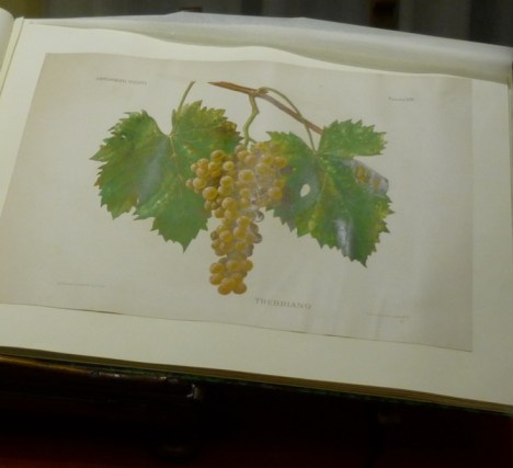 particolare cartella Ampelografia Italiana