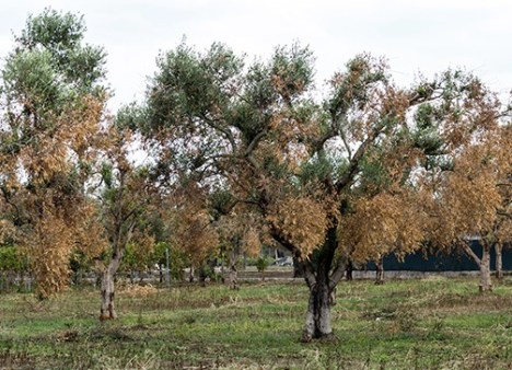 Ulivi colpiti da Xylella fastidiosa