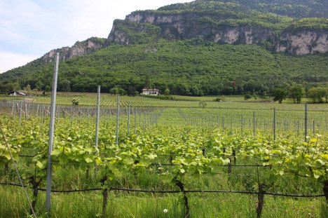 Vigneti_PinotNero_Mazzon_AltoAdige_