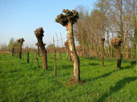 Zhercol_vigneto_più_antico Baver