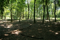 l'importanza dei Boschi