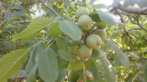 Noci Lara Corte Gemma