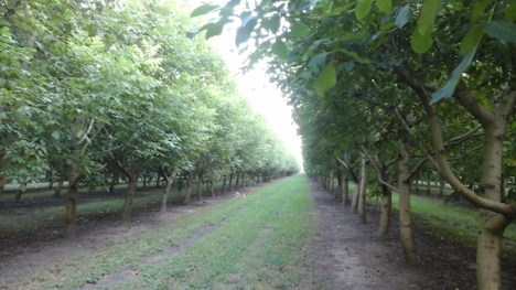 piante noci Corte Gemma