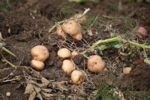 terreno patate