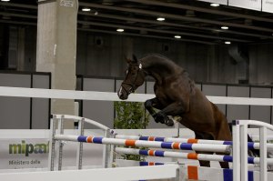 Cavallo da sella italiano_salto in libertà