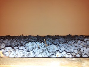 uve in apassimento cecchetto