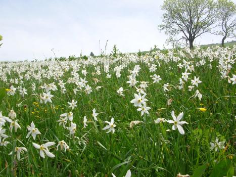 Fioritura Narcisi
