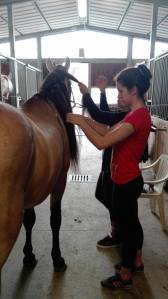 Giulia Caniato mentre prepara i cavalli