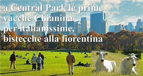 mucche-central-park