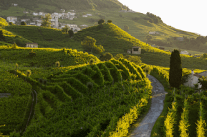 vigneti-a-valdobbiadene-docg-2