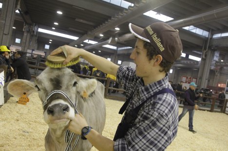 bovinodalattefieragricola