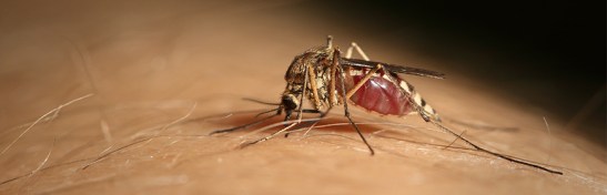 west-nile-virus-veneto-zanzare