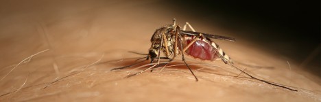 west-nile-virus-veneto-zanzare