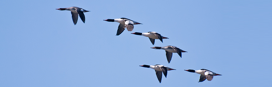 integrazione-dati-epidemiologici-aviaria-2016-2017