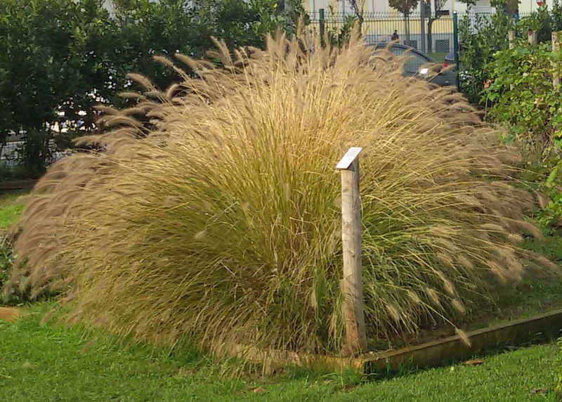 Graminacea in giardino