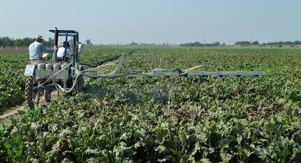 Barbabietole da zucchero