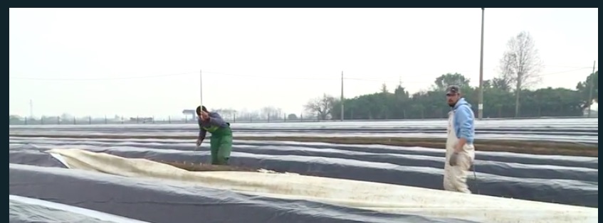 lavoro cooperativa agricola