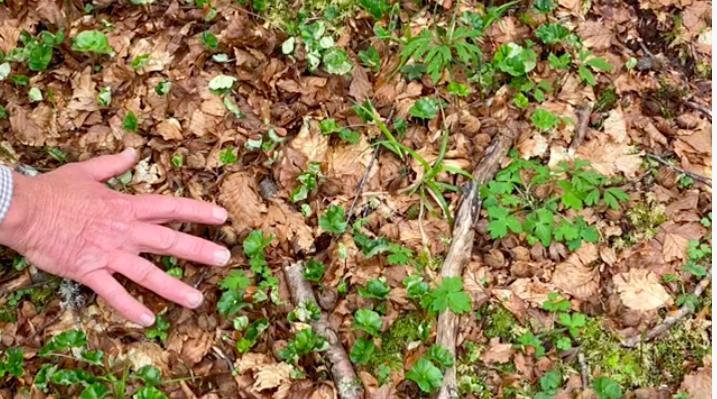 Schermata 2021-05-31 alle 15.29.50