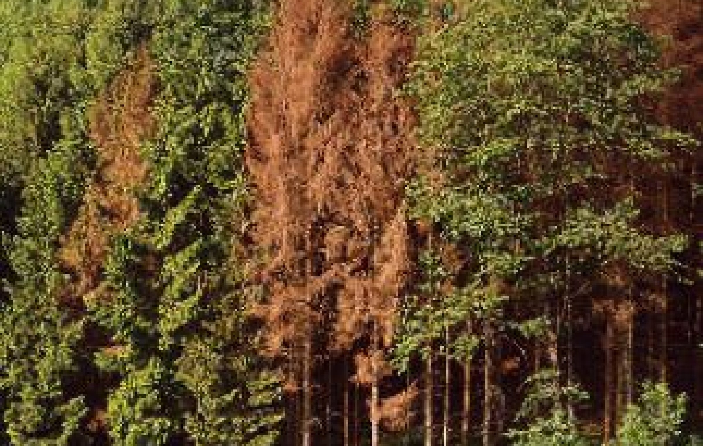 bostrico-2400x1524_c