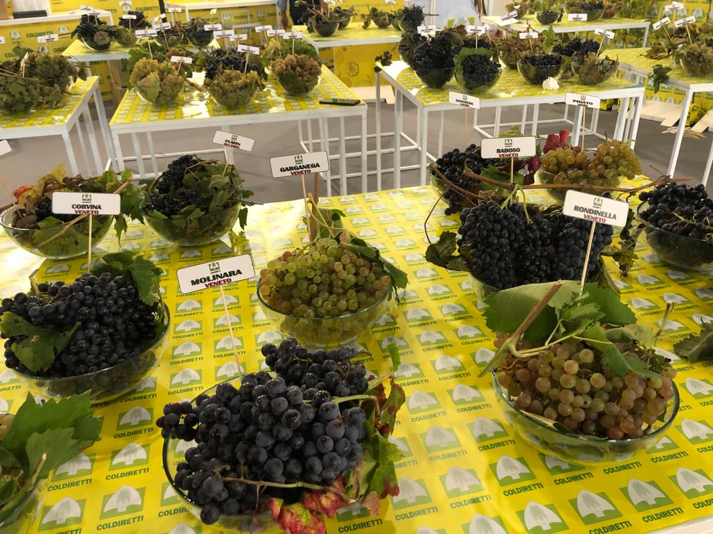 grappoli veneti