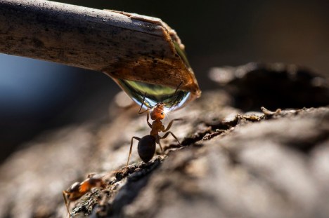 1-darla a bere MUNARI PIETRO