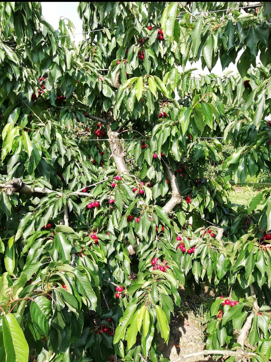 albero ciliegie