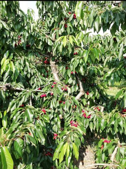albero ciliegie