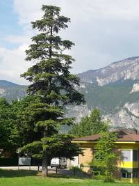 albero-non-nativo-campus-FEM_medium