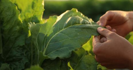ItaliaZuccheri COPROB Barbabietola
