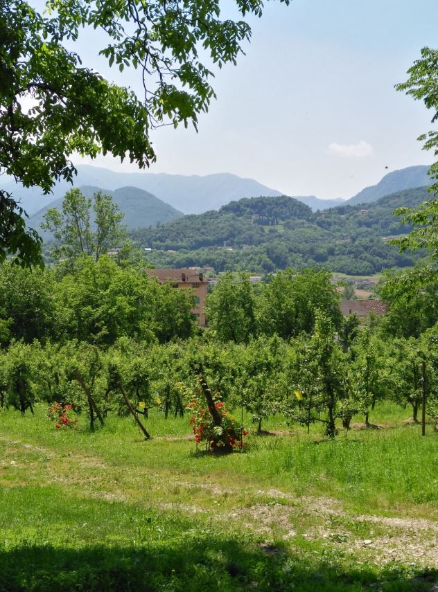 Vigneto Montello Renzo(1)