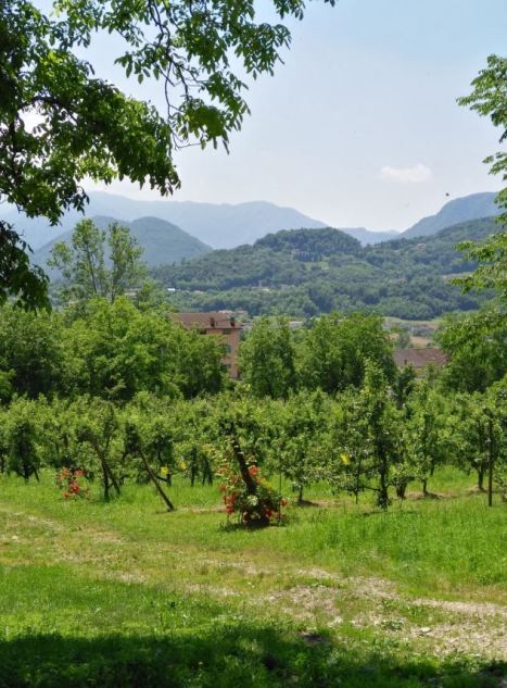 Vigneto Montello Renzo(1)