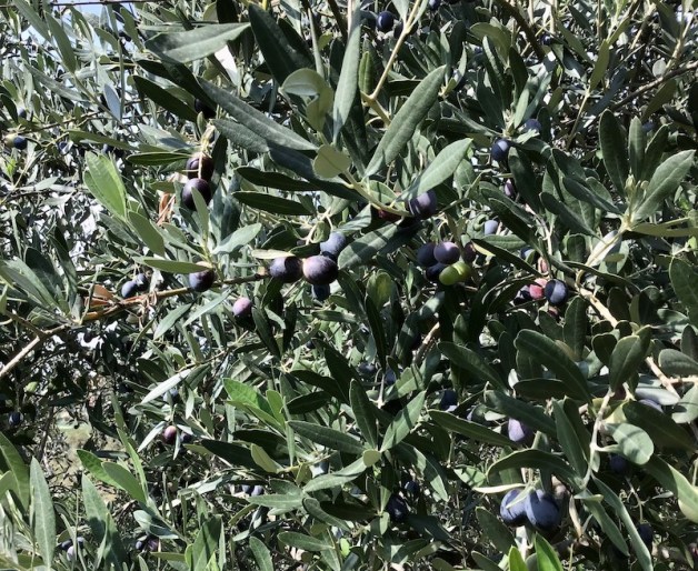 Olive pronte per la raccolta