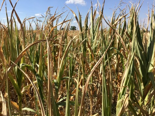 mais sofferente per la siccità