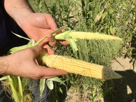 pannocchie rovinate dalla siccità