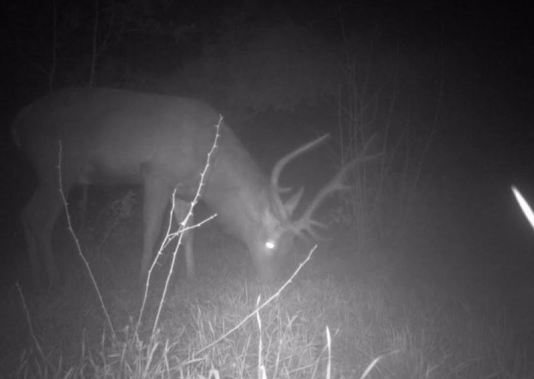 Cervo a Bosco Nordio