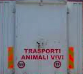 trasporto animali