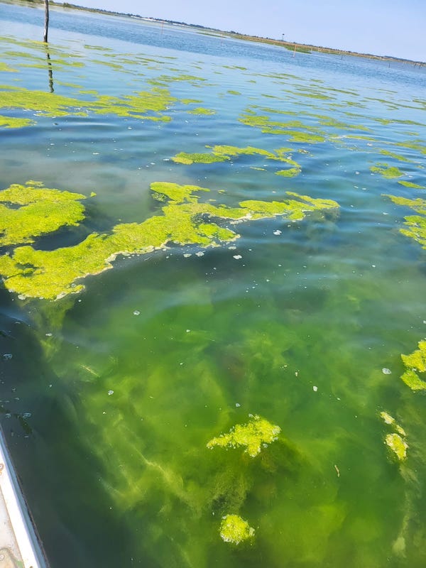 L'invasione delle alghe nelle lagune polesane
