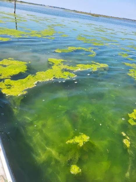 L'invasione delle alghe nelle lagune polesane