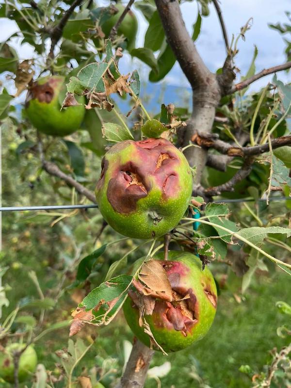 Mele danneggiate Condifesa Trento