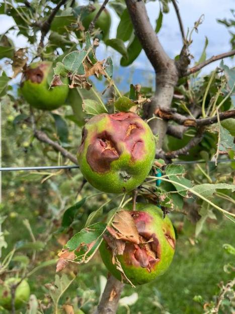 Mele danneggiate Condifesa Trento