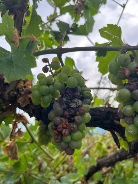 Uva danneggiata Condifesa Trento