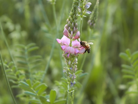 Onobrychis viciifolia visitata da Apis mellifera