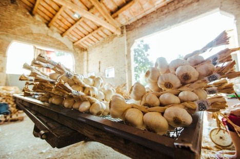 aglio-bianco-polesano-dop-