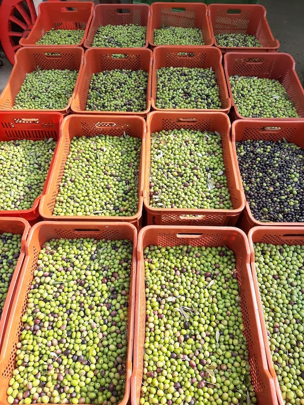 carico di olive