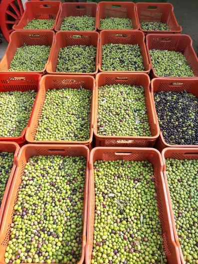 carico di olive