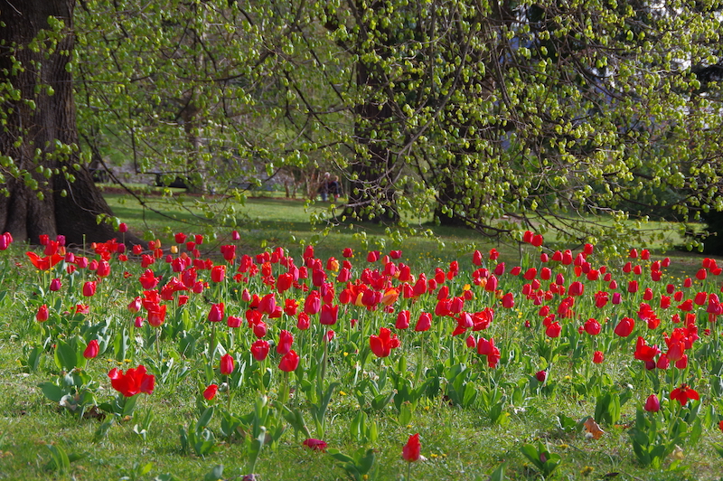 2023_Levico TULPEN - 67